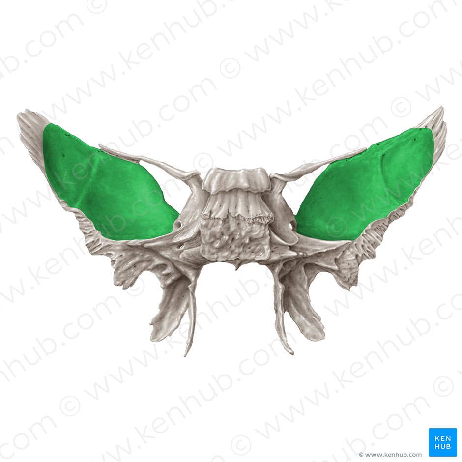 Superfície cerebral da asa maior do osso esfenoide (Facies cerebralis alae majoris ossis sphenoidalis); Imagem: Samantha Zimmerman