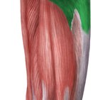 Gluteus maximus muscle