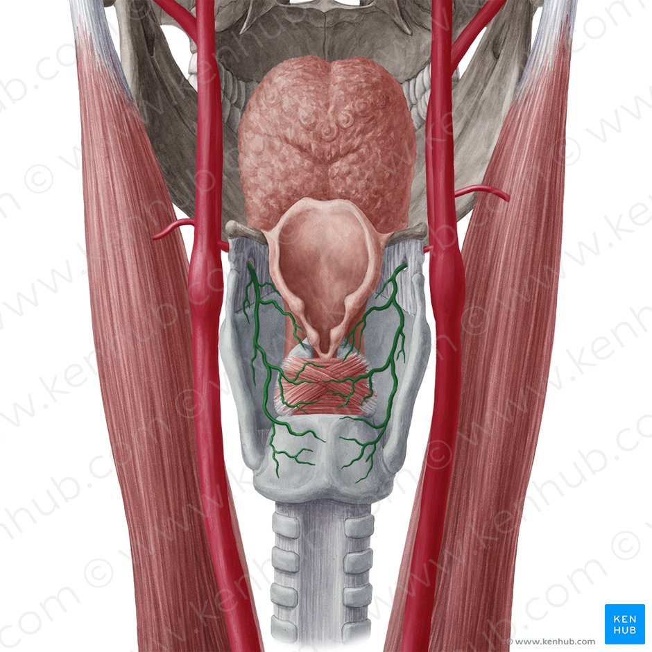 Artéria laríngea superior (Arteria laryngea superior); Imagem: Yousun Koh