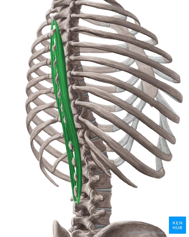 Lumbar vertebrae - Anatomy & Clinical Aspects | Kenhub