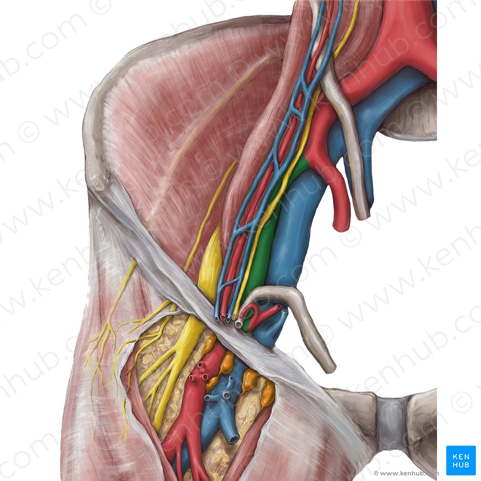 Right external iliac artery (Arteria iliaca externa dextra); Image: Hannah Ely