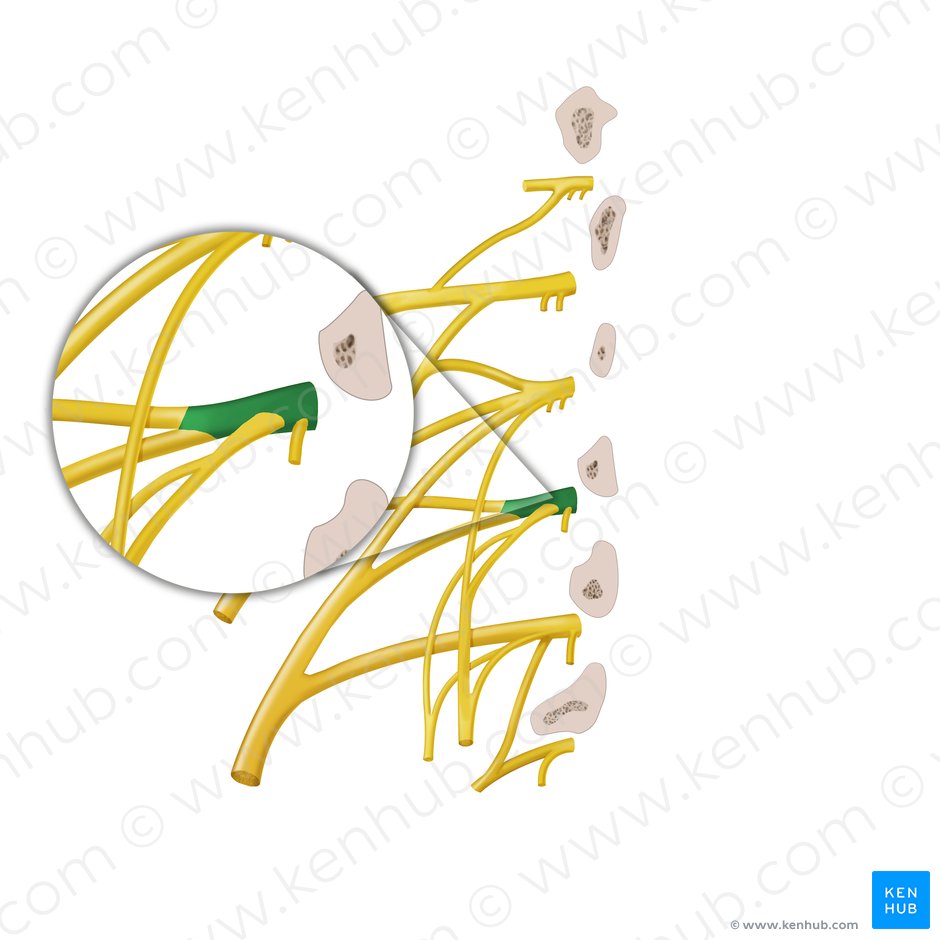 Ramo anterior do nervo espinal L3 (Ramus anterior nervi spinalis L3); Imagem: Begoña Rodriguez