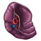Structure of the spleen