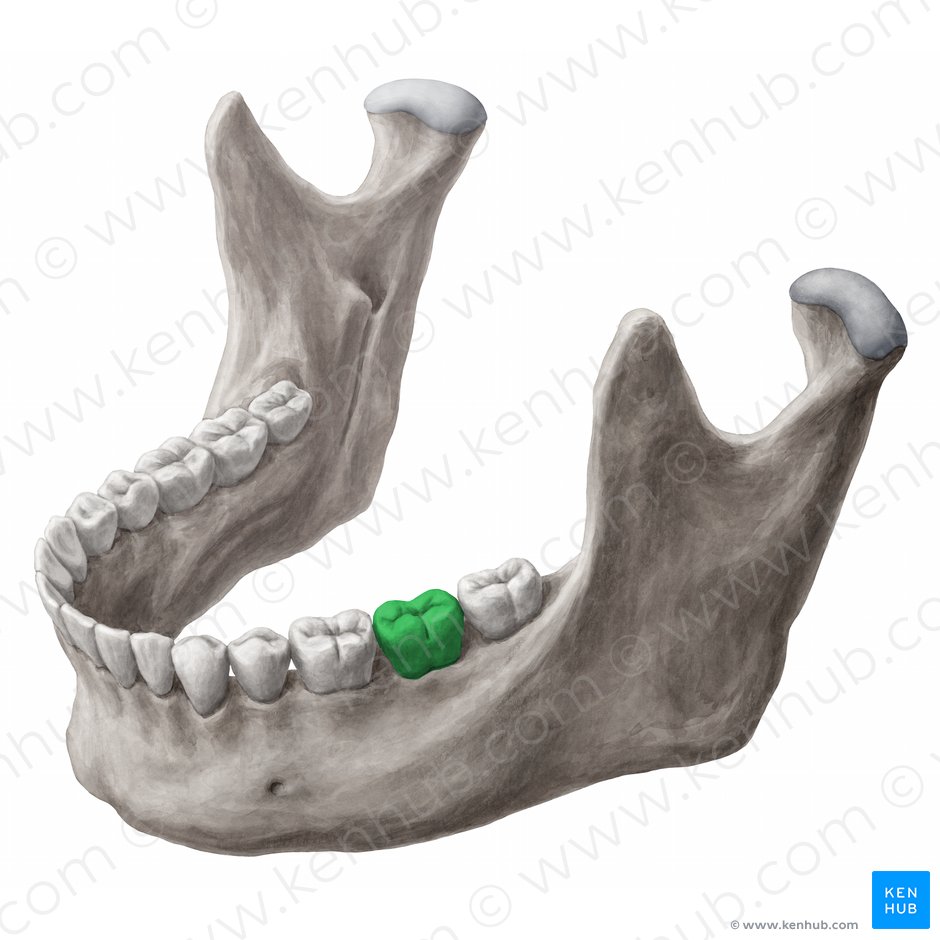 Dens molaris secundus sinister mandibularis (Linker unterer zweiter Molar); Bild: 