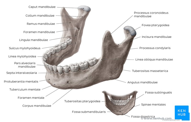 The Mandible - Anatomy, Structures, Fractures | Kenhub