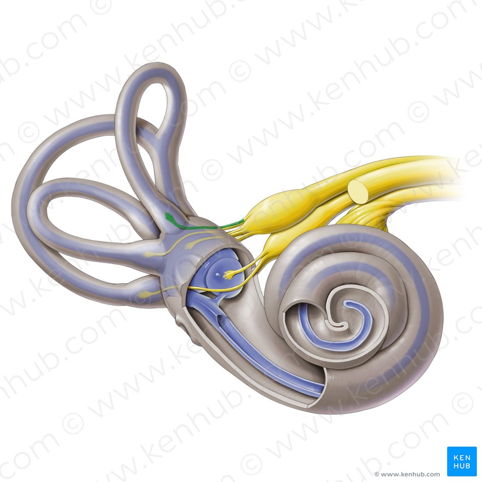 Nervio ampular anterior (Nervus ampullaris anterior); Imagen: Paul Kim