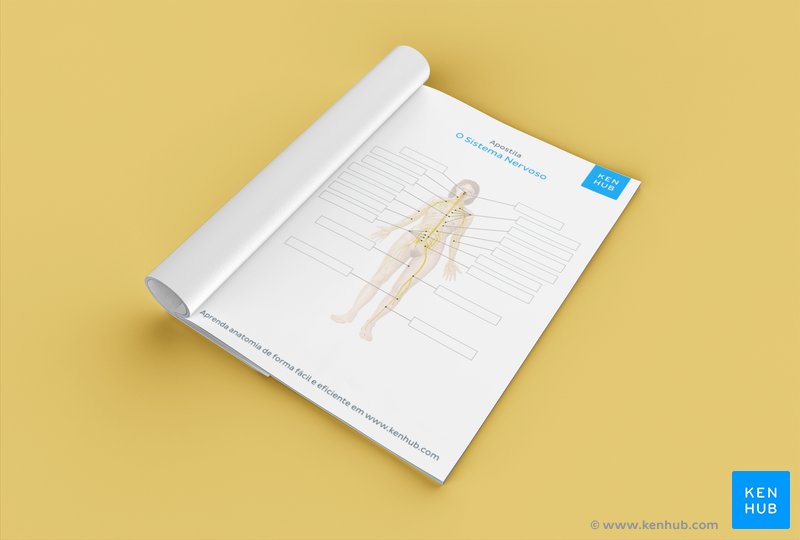 Teste os seus conhecimentos sobre o sistema nervoso com o nosso diagrama do sistema nervoso em PDF sem os nomes das estruturas (download abaixo)