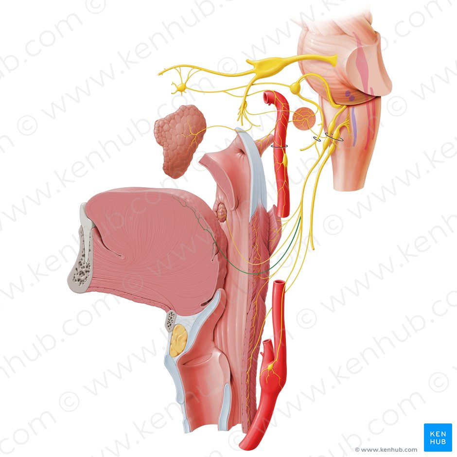 Ramos linguales del nervio glosofaríngeo (Rami linguales nervi glossopharyngei); Imagen: Paul Kim