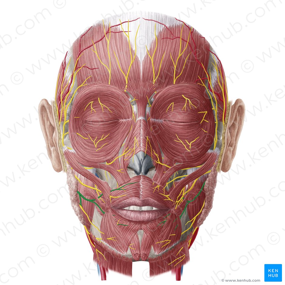 Ramos bucais do nervo facial (Rami buccales nervi facialis); Imagem: Yousun Koh