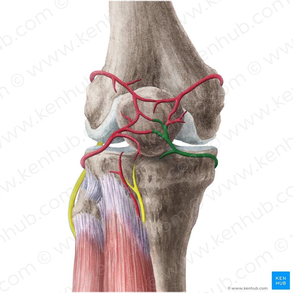 Arteria inferior medial de la rodilla (Arteria inferior medialis genus); Imagen: Liene Znotina