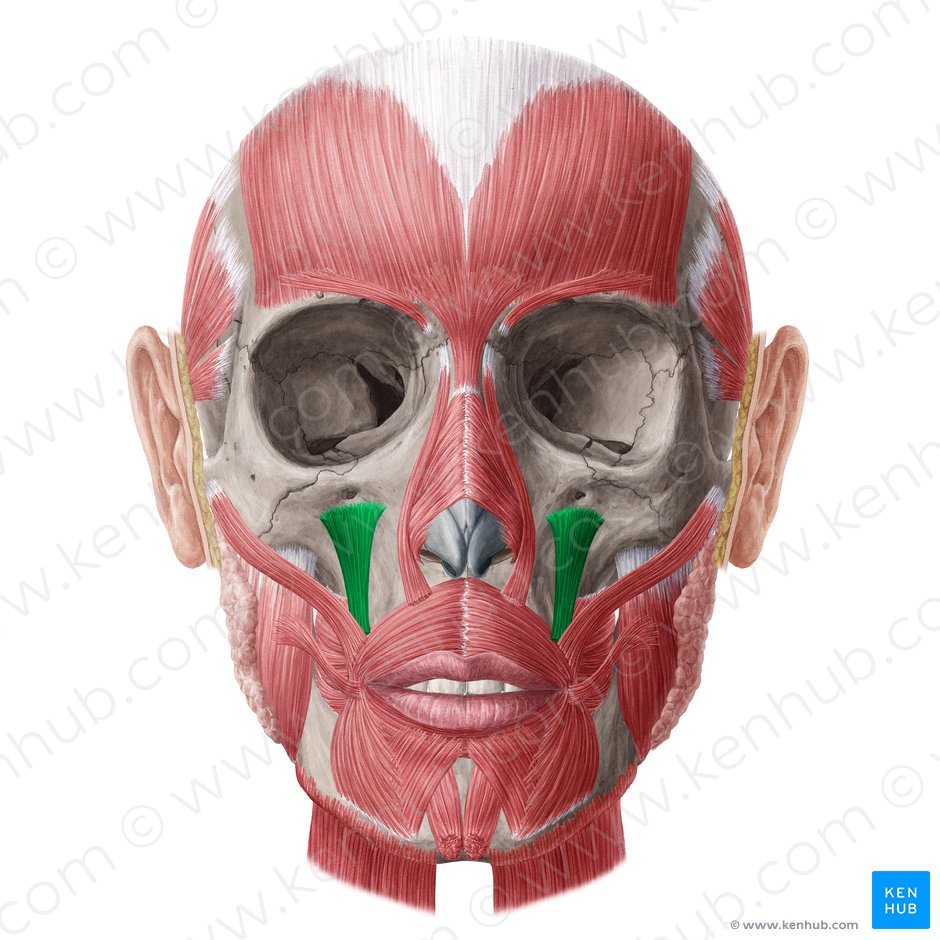 Levator anguli oris muscle (Musculus levator anguli oris); Image: Yousun Koh