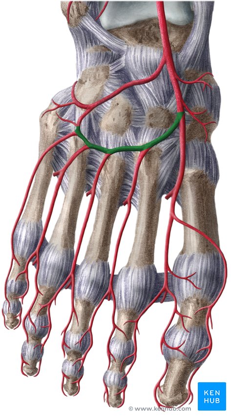 Arcuate artery - ventral view