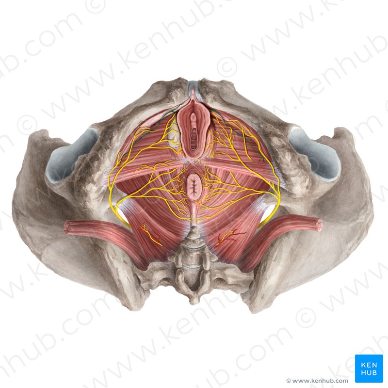 Muscles of the pelvic floor: Anatomy and function | Kenhub