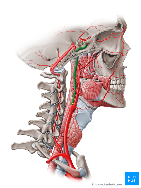 Arteries of the Brain - Anterior Circulation | Kenhub