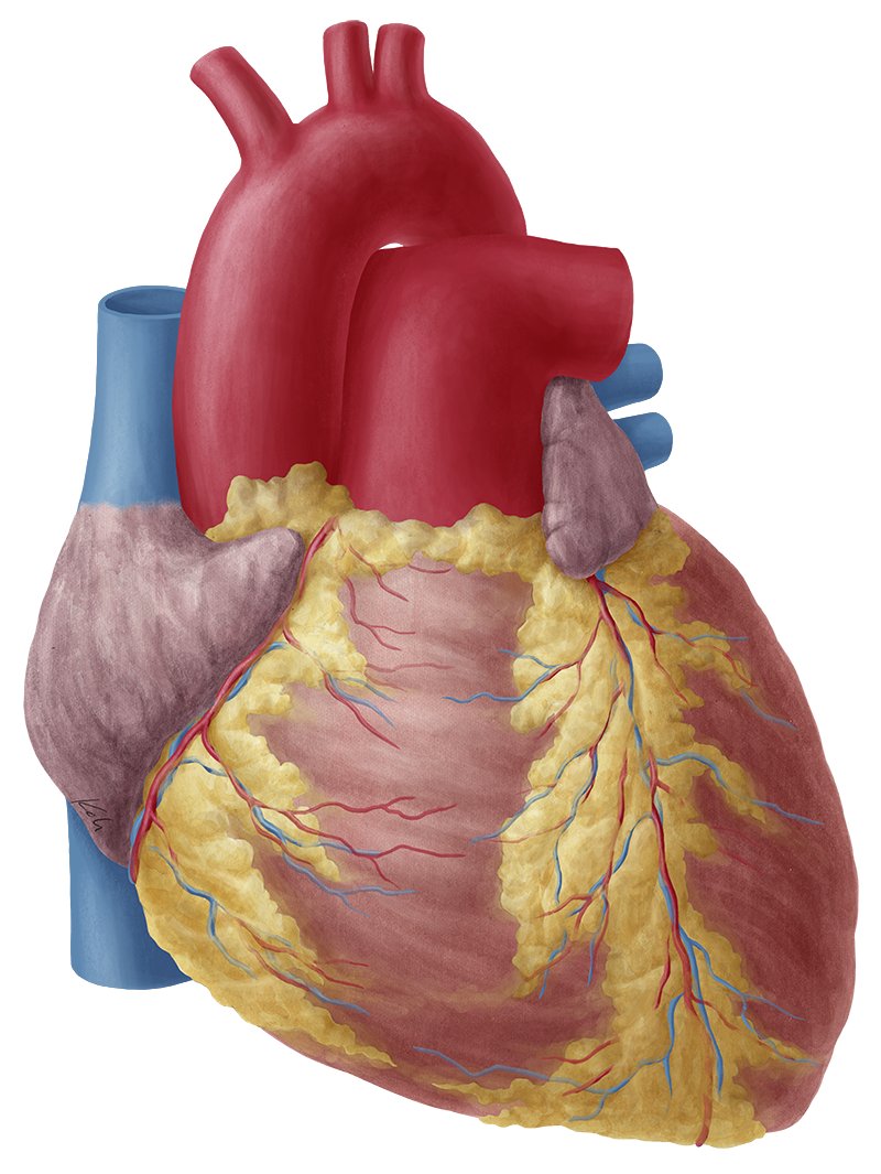 Heart (Anatomy) - Study Guide | Kenhub