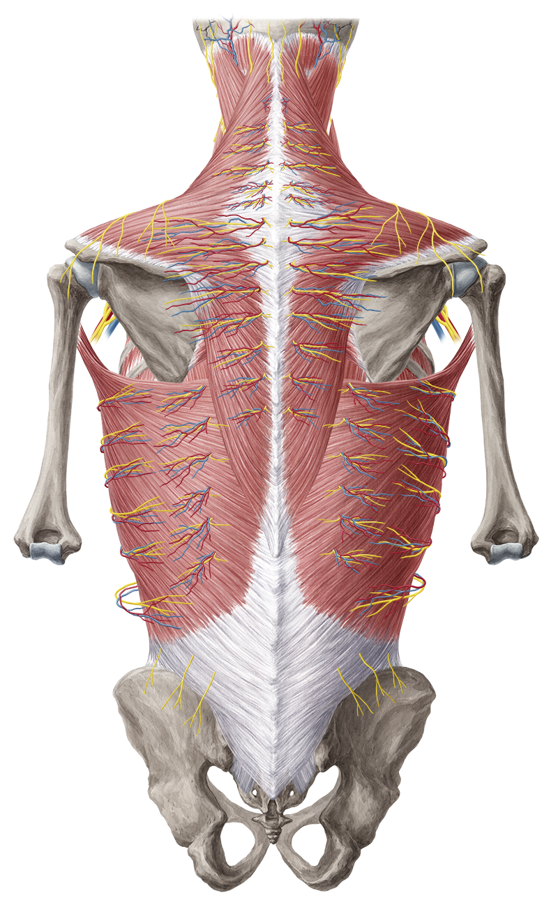 Dorsal trunk (Anatomy) - Study Guide | Kenhub
