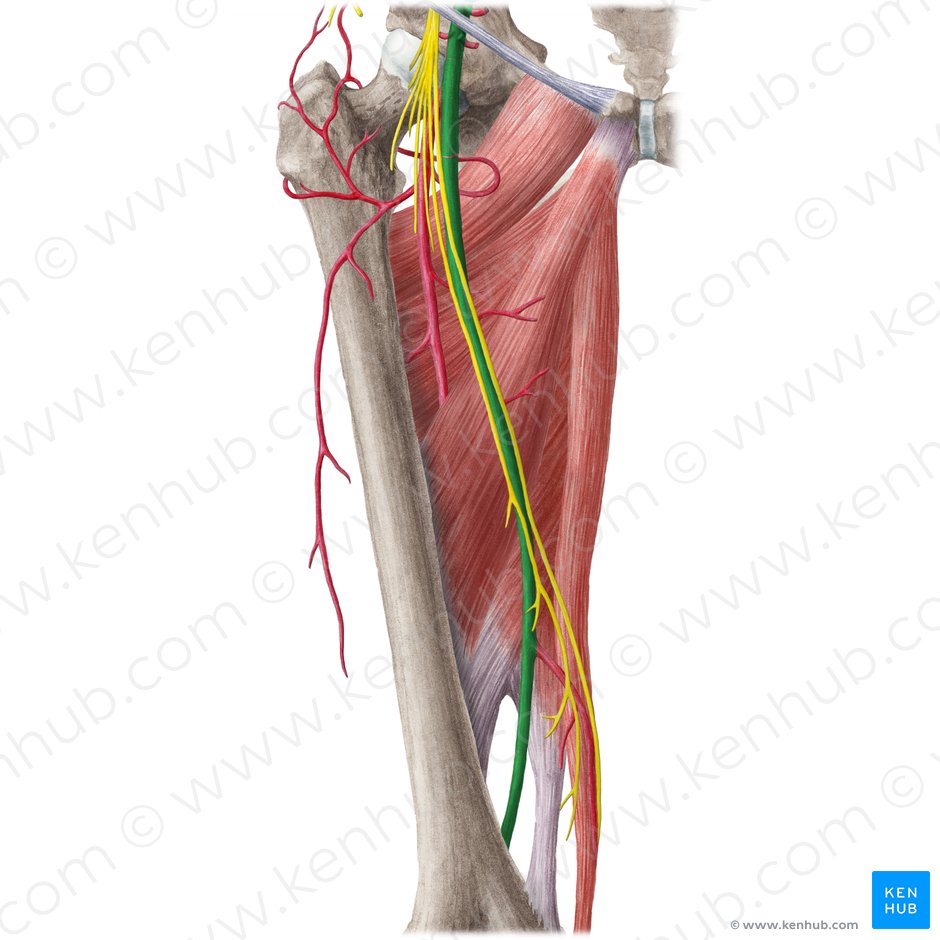 Femoral artery (Arteria femoralis); Image: Liene Znotina