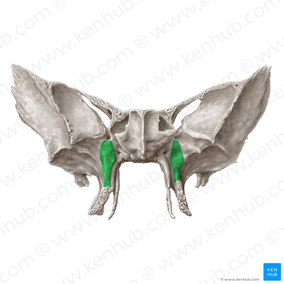 Superfície maxilar da asa maior do osso esfenoide (Facies maxillaris alae majoris ossis sphenoidalis); Imagem: Samantha Zimmerman