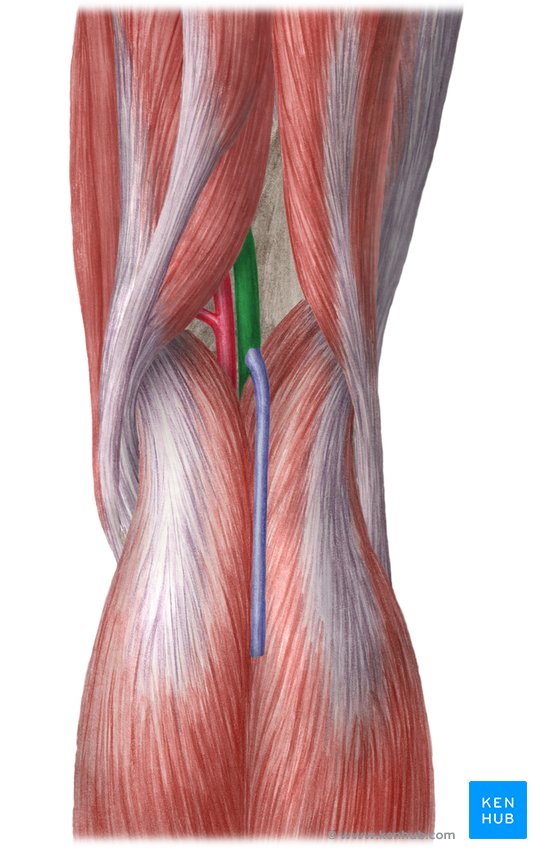 Popliteal vein: Anatomy and location | Kenhub