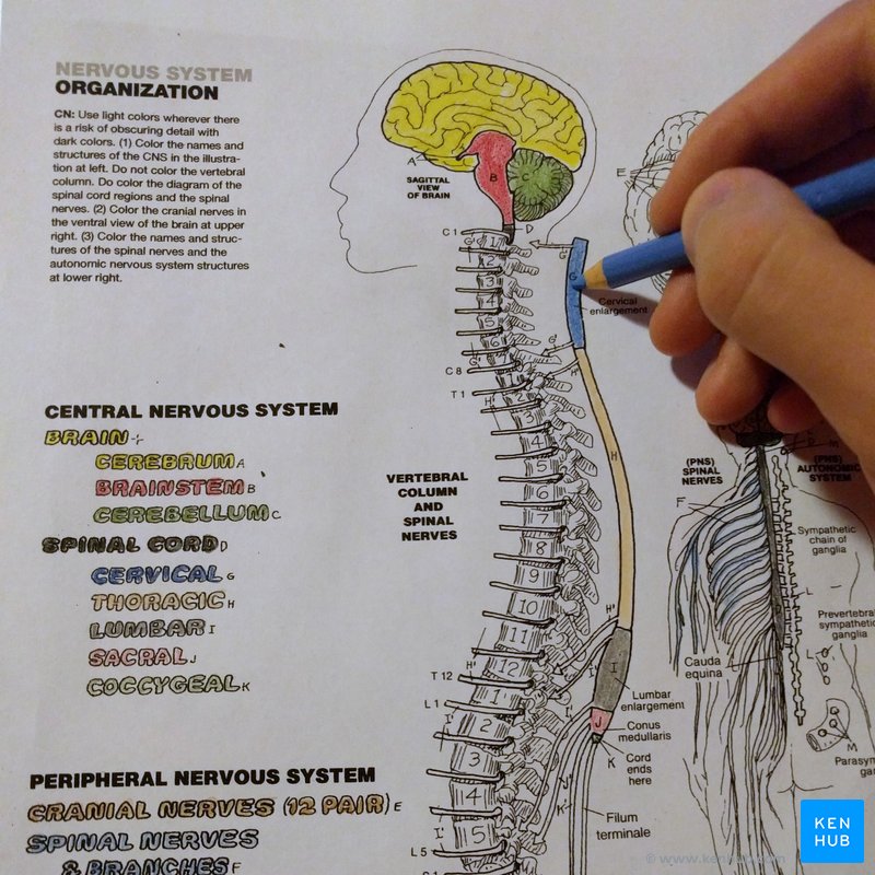 Anatomy coloring book