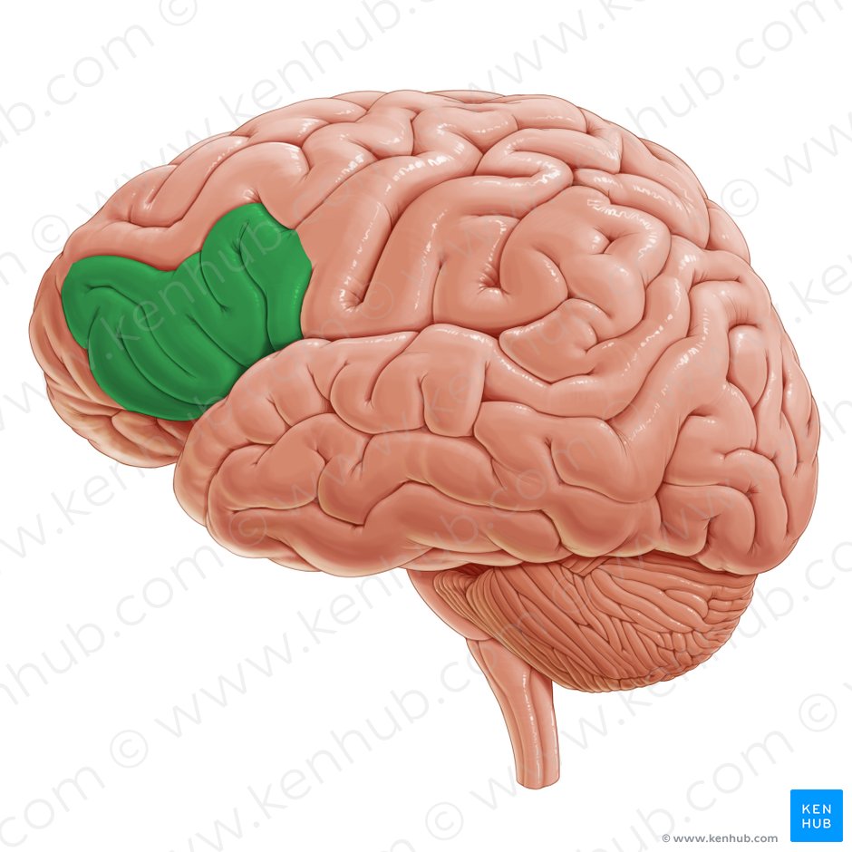 Gyrus frontalis inferior (Untere Stirnwindung); Bild: Paul Kim