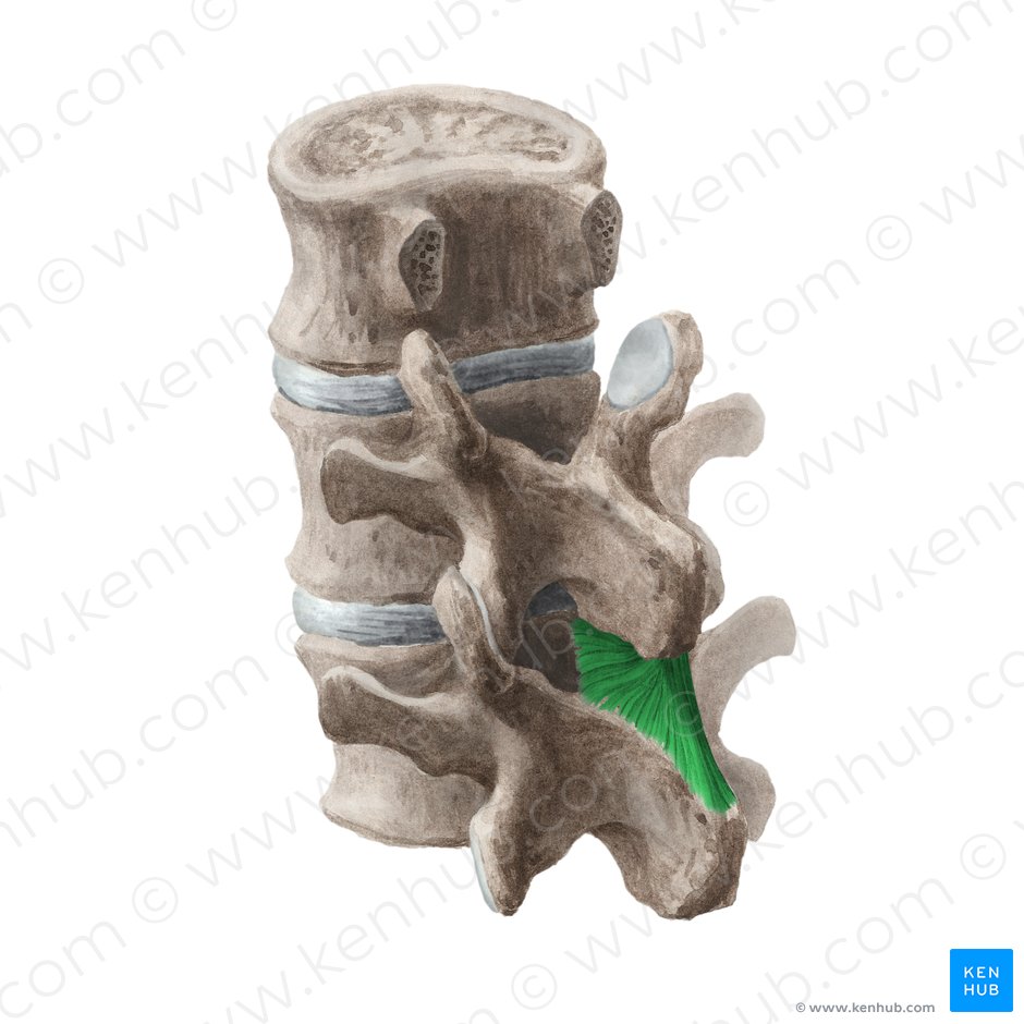 Ligamentum interspinale (Zwischendornfortsatzband); Bild: Liene Znotina