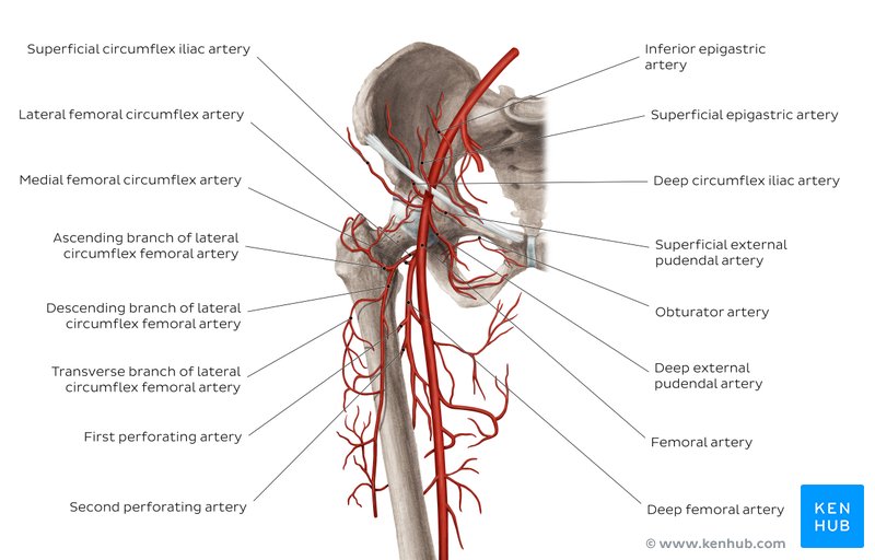 Lower extremities arteries and nerves: Anatomy, branches | Kenhub