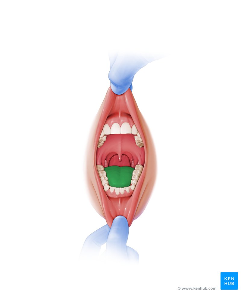Corpo da língua - vista ventral