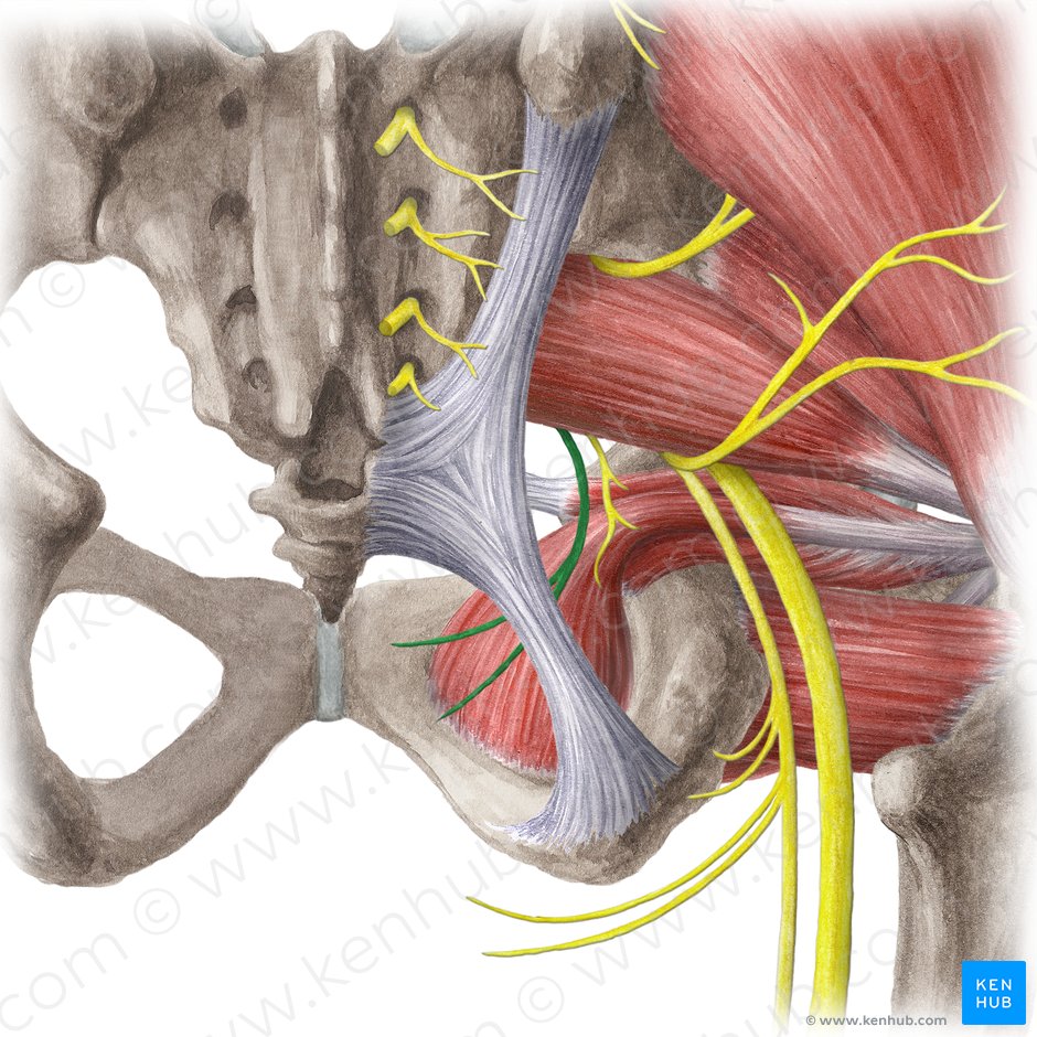 Pudendal nerve (Nervus pudendus); Image: Liene Znotina