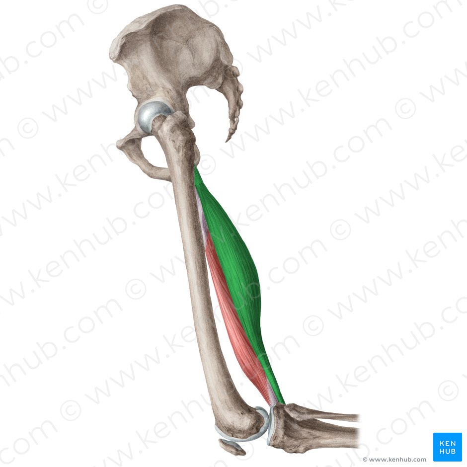 Músculo semitendinoso (Musculus semitendinosus); Imagen: Liene Znotina