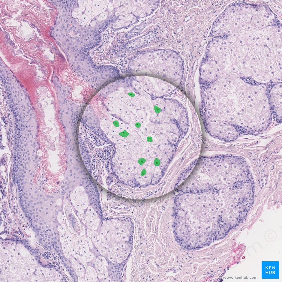Células de la glándula sebácea (Exocrinocytus sebaceus); Imagen: 