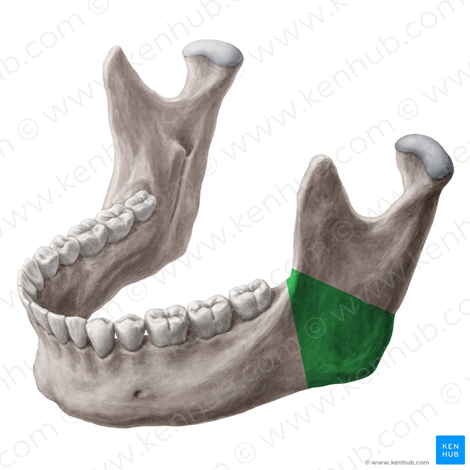 Ángulo de la mandíbula (Angulus mandibulae); Imagen: Yousun Koh
