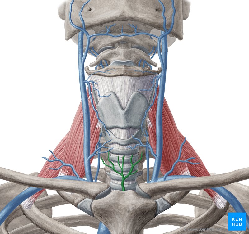 Inferior thyroid vein: Anatomy, course, tributaries | Kenhub
