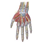 Neurovasculature of the hand