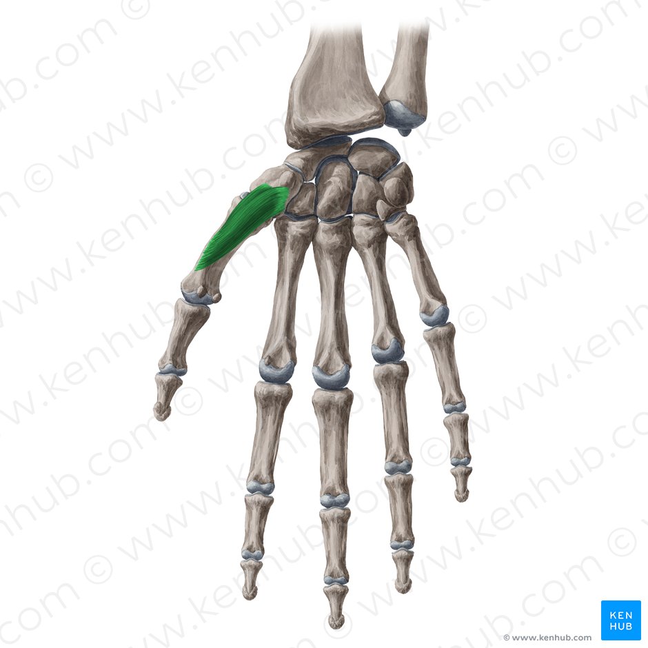 Opponens pollicis muscle (Musculus opponens pollicis); Image: Yousun Koh
