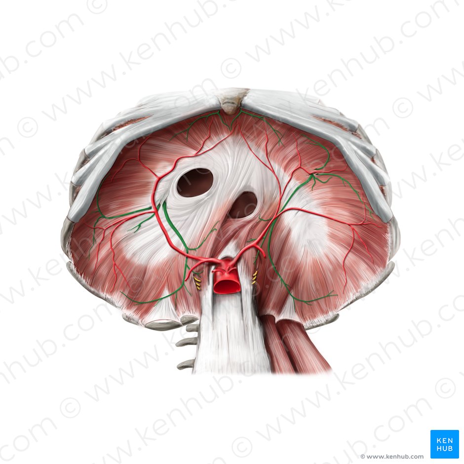 Phrenic nerve (Nervus phrenicus); Image: Paul Kim