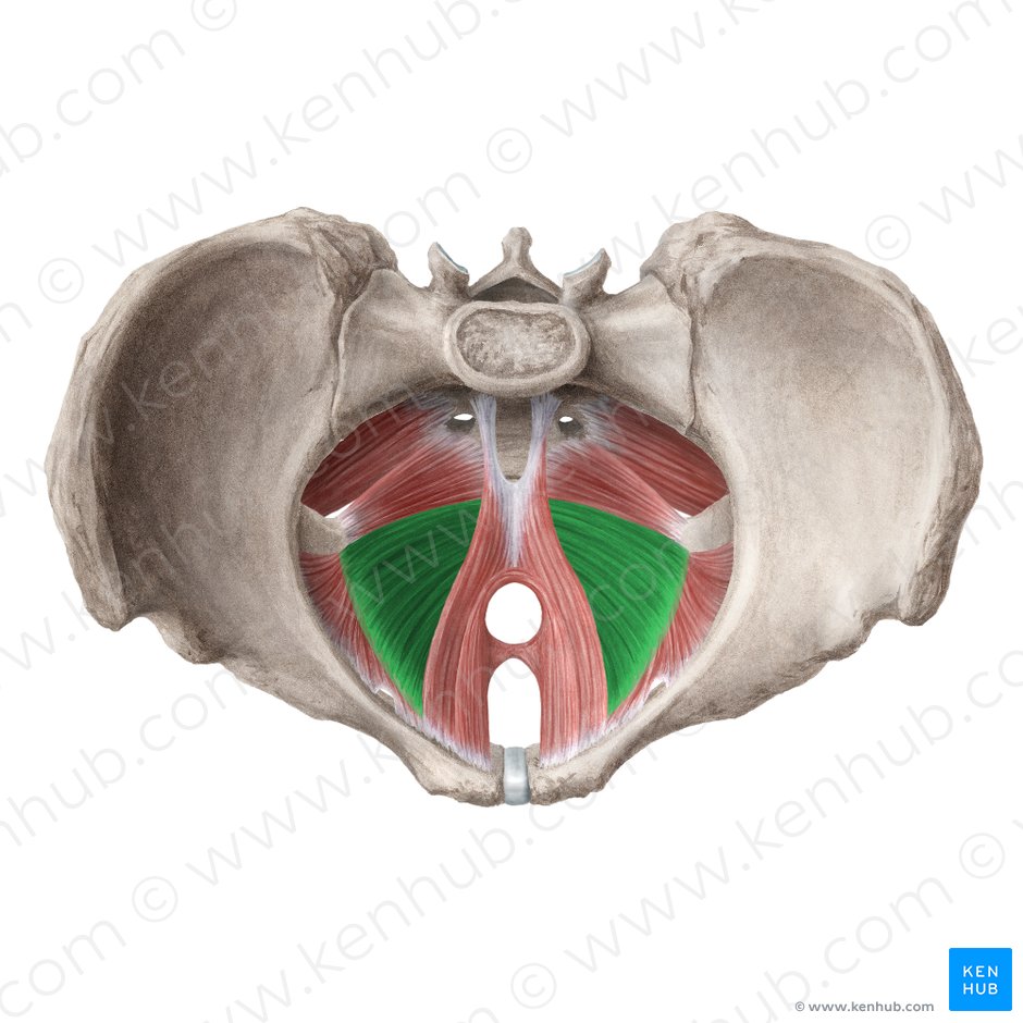 muşchiul pubio-coccigian cu prostatita)