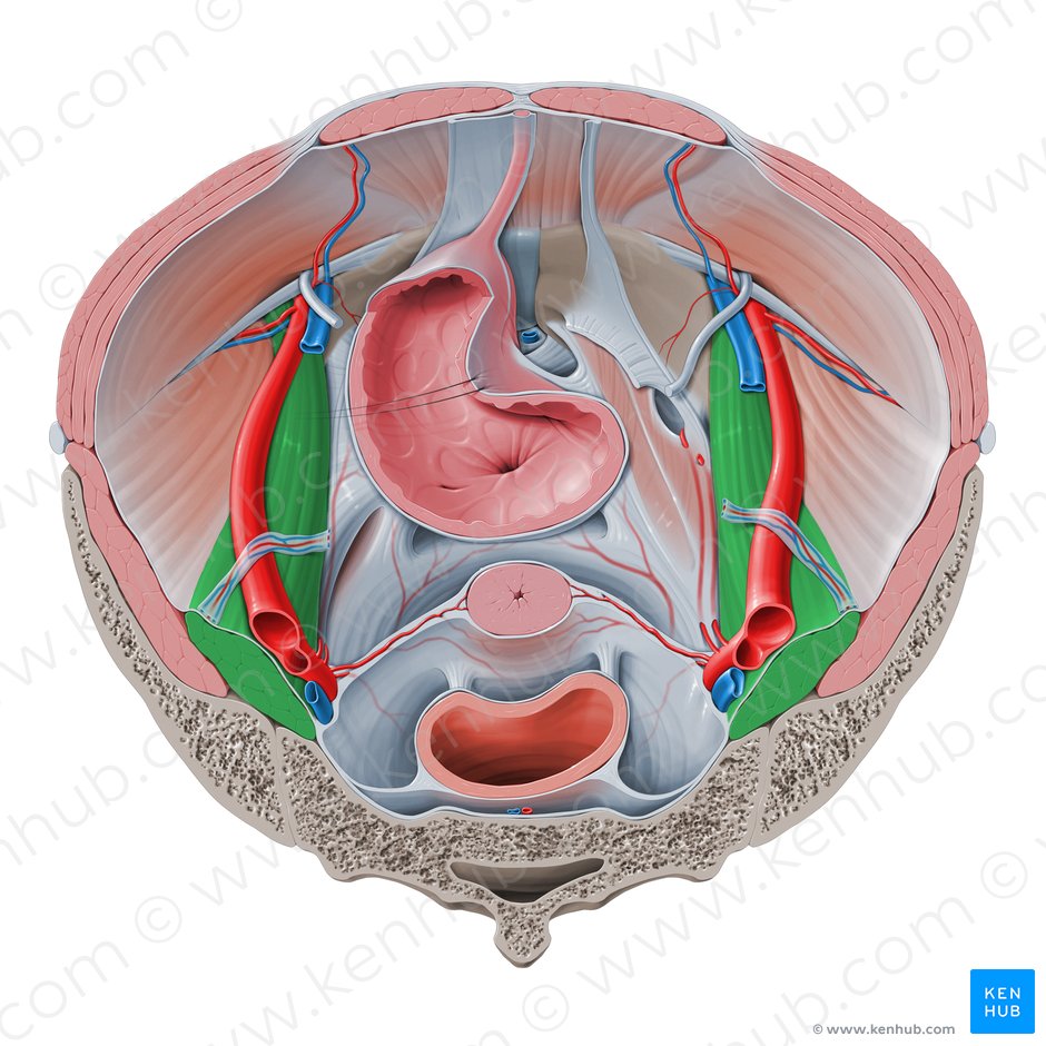Psoas major muscle (Musculus psoas major); Image: Paul Kim