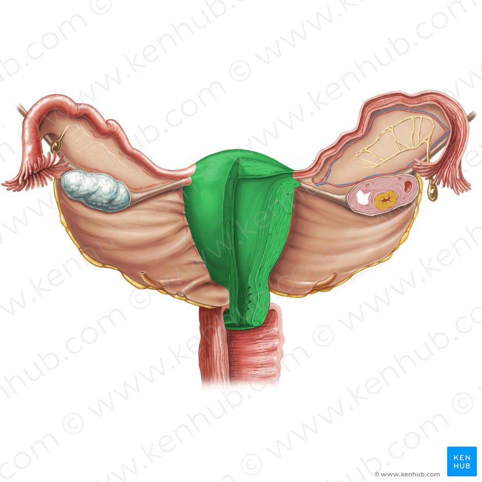 Uterus (Gebärmutter); Bild: Samantha Zimmerman