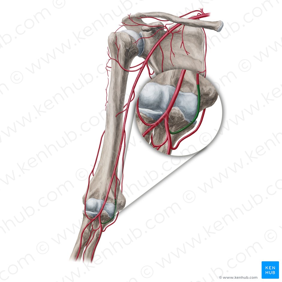 Artéria recorrente ulnar anterior (Arteria recurrens ulnaris anterior); Imagem: Yousun Koh