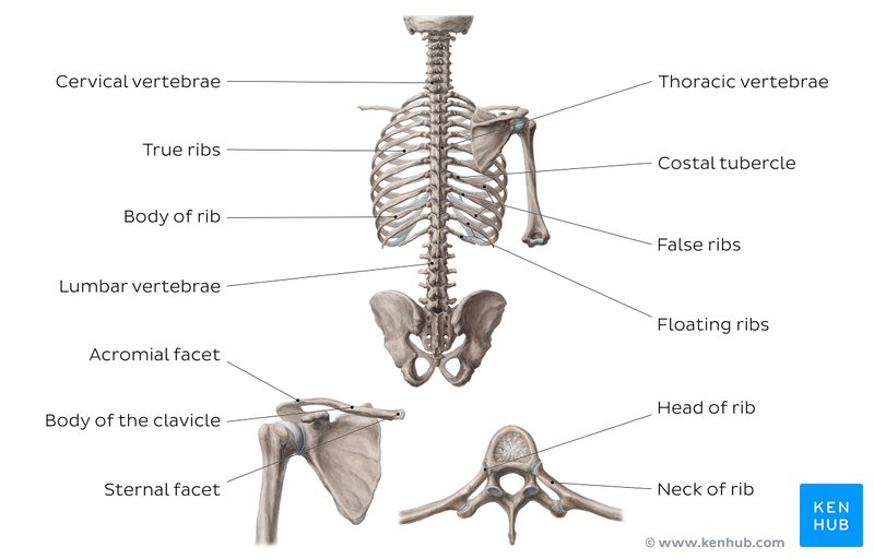 Huesos del tronco dorsal - vista posterior