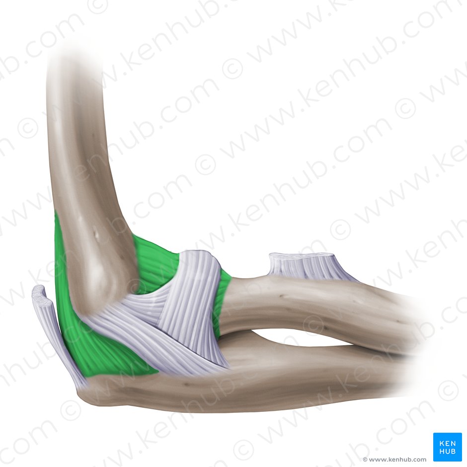 Elbow joint: Anatomy, ligaments, movements, blood supply | Kenhub
