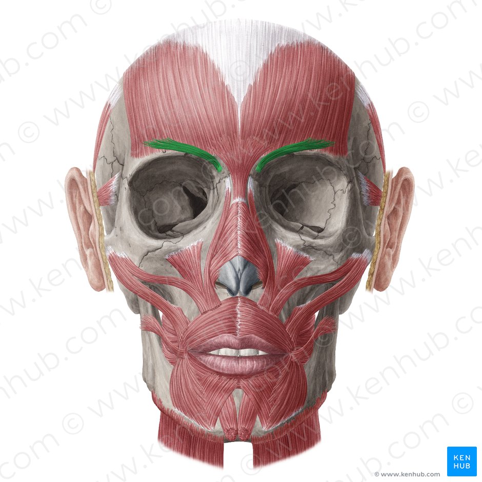Corrugator supercilii muscle (Musculus corrugator supercilii); Image: Yousun Koh