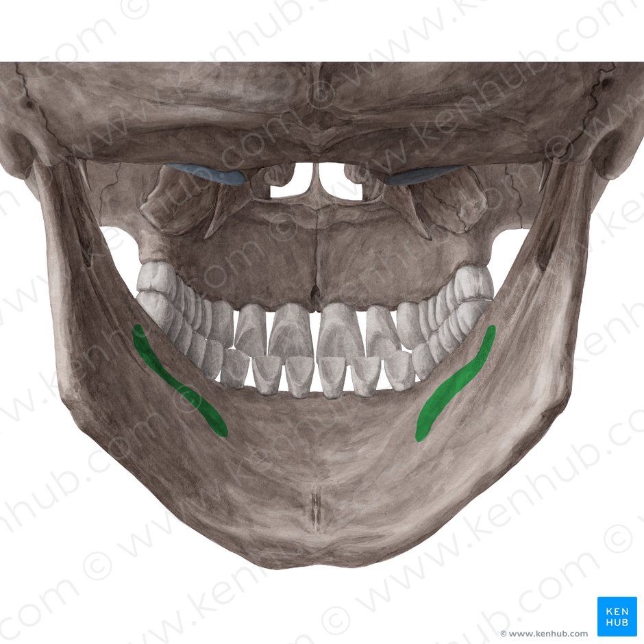 Mylohyoid line of mandible (Linea mylohyoidea mandibulae); Image: Yousun Koh