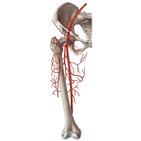 Arteria femoral y sus ramas