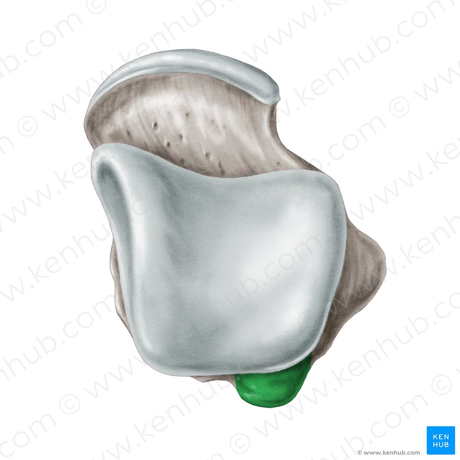 Tubérculo lateral del proceso posterior del talus (Tuberculum laterale processus posterioris ossis tali); Imagen: Samantha Zimmerman