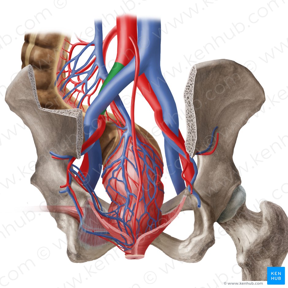 Left common iliac artery (Arteria iliaca communis sinistra); Image: Begoña Rodriguez
