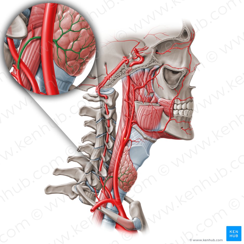 Arteria tiroidea inferior (Arteria thyroidea inferior); Imagen: Paul Kim