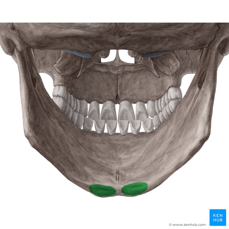 The mandible: Anatomy, structures, fractures | Kenhub