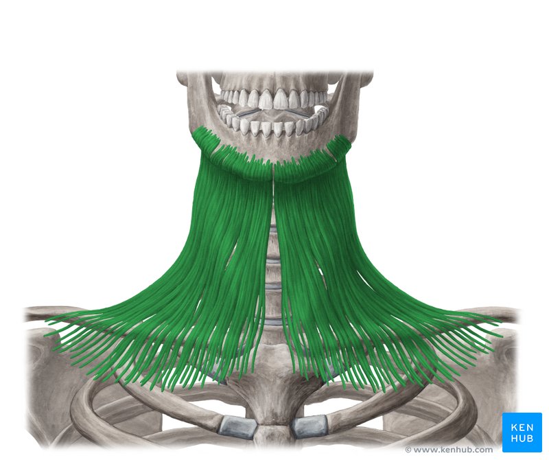 Cervical fascias: Superficial and deep fascial layers | Kenhub